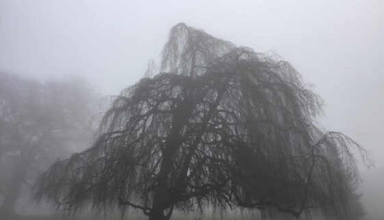 Nebelbaum