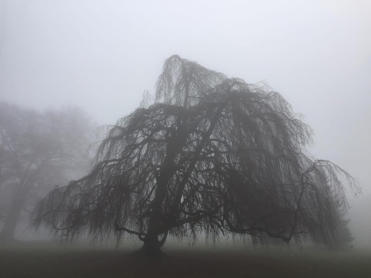 Nebelbaum